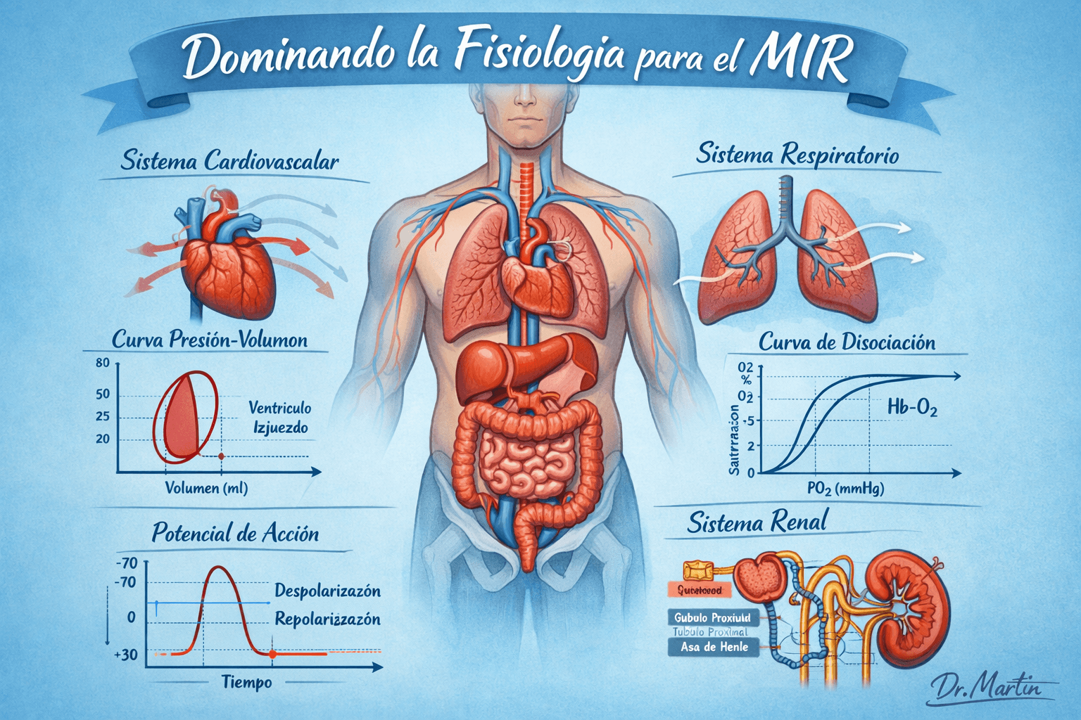 Cómo dominar la asignatura de Fisiología para el MIR: guía estratégica para estudiantes de la Universidad Europea de Madrid